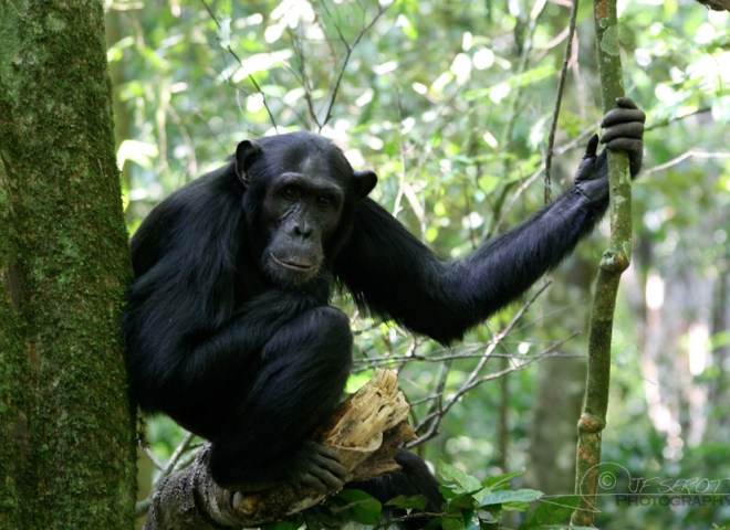 Chimpanzé commun (Pan troglodytes) – Ouganda