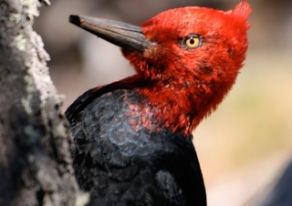 Pic de Magellan (Campephilus magellanicus) – Argentine