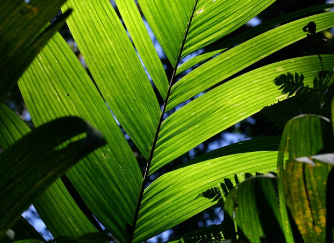 Leaf – Guatemala