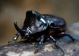 Scarabée rhinocéros (Oryctes nasicornis) – Guatémala