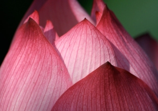 Lotus (Nelumbium nucifera) – Viêt Nam