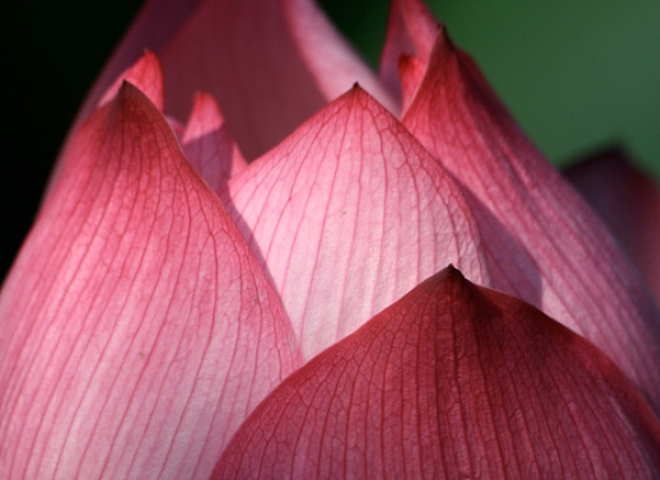 Lotus (Nelumbium nucifera) – Viêt Nam