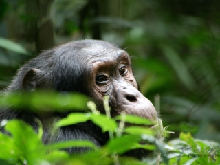 Chimpanzé commun (Pan troglodytes) – Ouganda