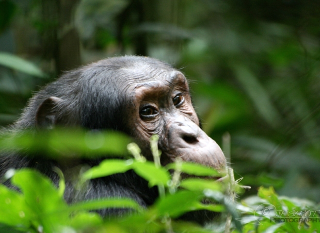 Chimpanzé commun (Pan troglodytes) – Ouganda