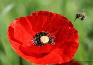 Abeilles, Apis sp – France