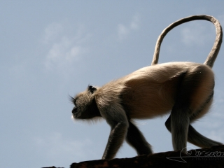Vervet (Cercopithecus aethiops) – Inde