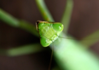 Phasmes sp – Viêt Nam