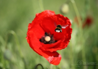 Bourdon terrestre (Bombus terrestris) – France