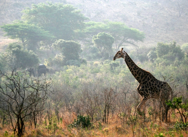 Girafe (Giraffa camelopardalis) – Afrique du Sud