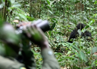 Humain et chimpanzé, divergence – Ouganda