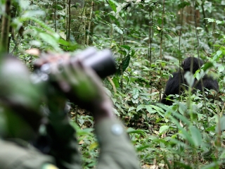 Humain et chimpanzé, divergence – Ouganda