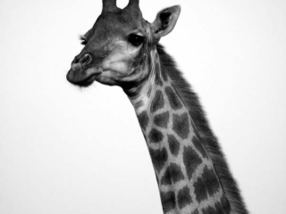 Girafe (Giraffa camelopardalis) – Afrique du Sud