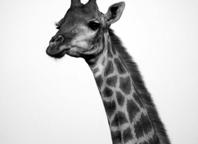 Girafe (Giraffa camelopardalis) – Afrique du Sud