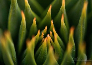 Araucaria (Araucaria araucana) – Argentine