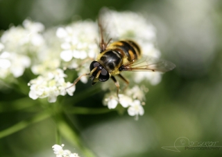 Syrphus sp – France