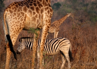 Tendances Girafe et Zèbre – Afrique du Sud