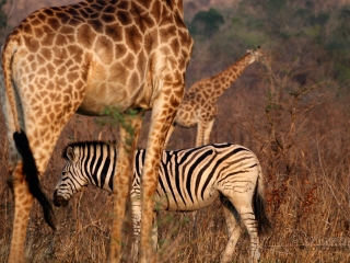 Tendances Girafe et Zèbre – Afrique du Sud