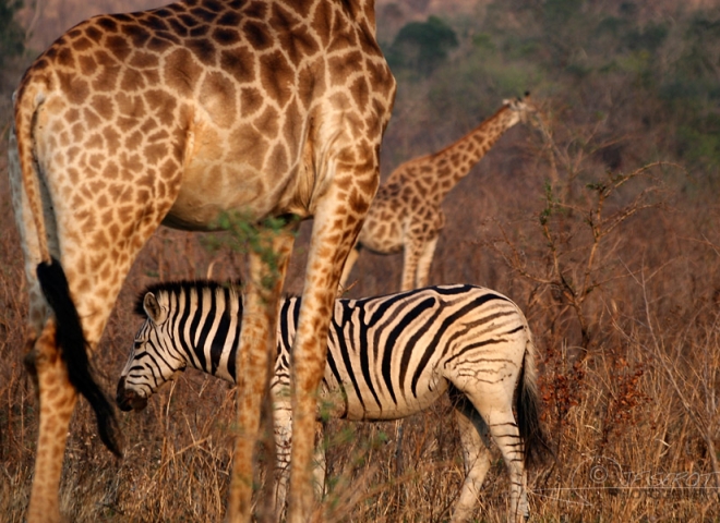 Tendances Girafe et Zèbre – Afrique du Sud