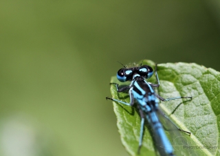 Agrion jouvencelle (Coenagrion puella) – France