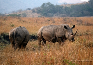 Rhinocéros blanc (Ceratotherium simum) – Afrique du Sud