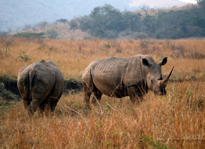 Rhinocéros blanc (Ceratotherium simum) – Afrique du Sud