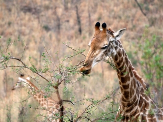 Girafe (Giraffa camelopardalis) – Afrique du Sud