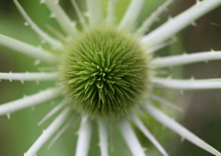 Cardère sauvage (Dipsacus fullonum) – France