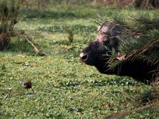 Buffle d’Afrique (Syncerus caffer) – Afrique du Sud