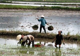 Paysanne « riz » – Viêt Nam