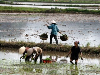 Paysanne « riz » – Viêt Nam