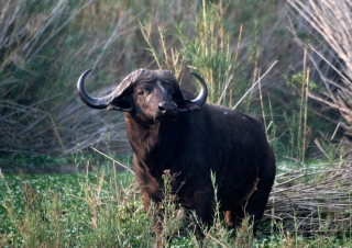Buffle d’Afrique (Syncerus caffer) – Afrique du Sud