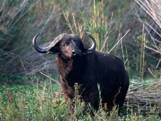 Buffle d’Afrique (Syncerus caffer) – Afrique du Sud