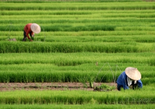 Partie de riz – Viêt Nam