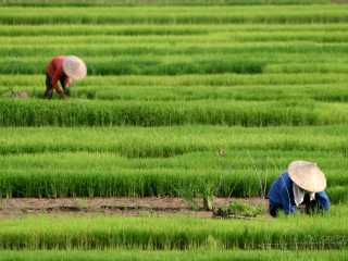 Partie de riz – Viêt Nam