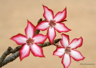 Rose du désert (Baobab chacal) – Afrique du Sud