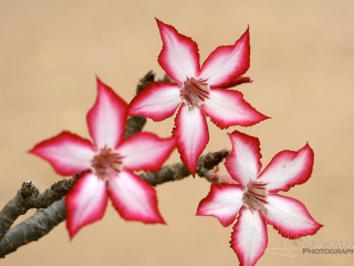 Rose du désert (Baobab chacal) – Afrique du Sud