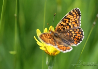 Mélitée des centaurées (Cinclidia phoebe) – France