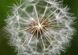 Pissenlit (Taraxacum) – France