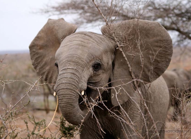 Éléphant d’Afrique (Loxodonta africana) – Afrique du Sud