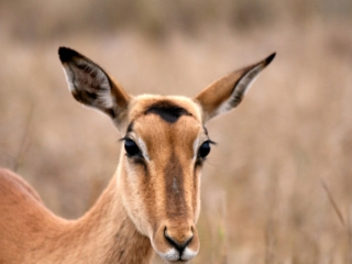 Antilopes Impala (Aepyceros melampus) – Afrique du Sud