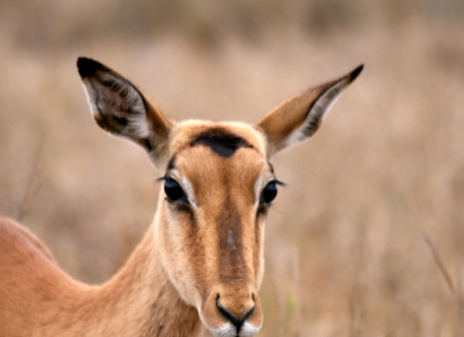 Antilopes Impala (Aepyceros melampus) – Afrique du Sud
