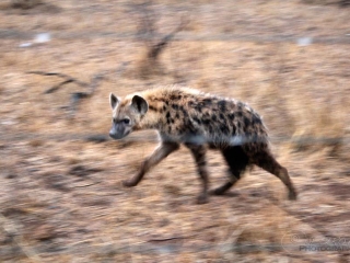 Hyène tachetée (Crocuta crocuta) – Afrique du Sud