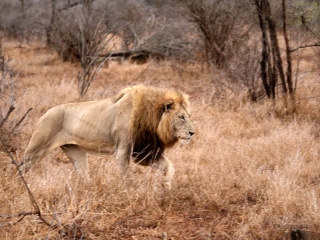 Lion d’Afrique (Panthera leo leo) – Afrique du Sud