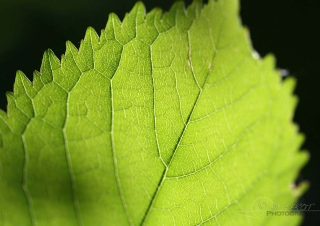 Merisier (Prunus avium) – France