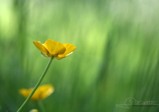 Bouton d’or (Ranunculus acris) – France