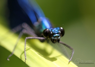 Calopteryx vierge (Caloptéryx virgo) – France