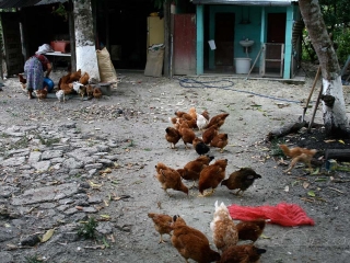 Picorer des poules – Guatemala
