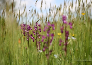 Orchis à fleurs lâches (Anacamptis laxiflora) – France