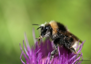 Bourdon terrestre (Bombus terrestris) – France
