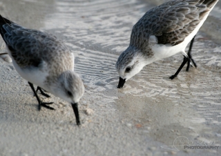 Bécasseau sanderling (Calidris alba) – Belize